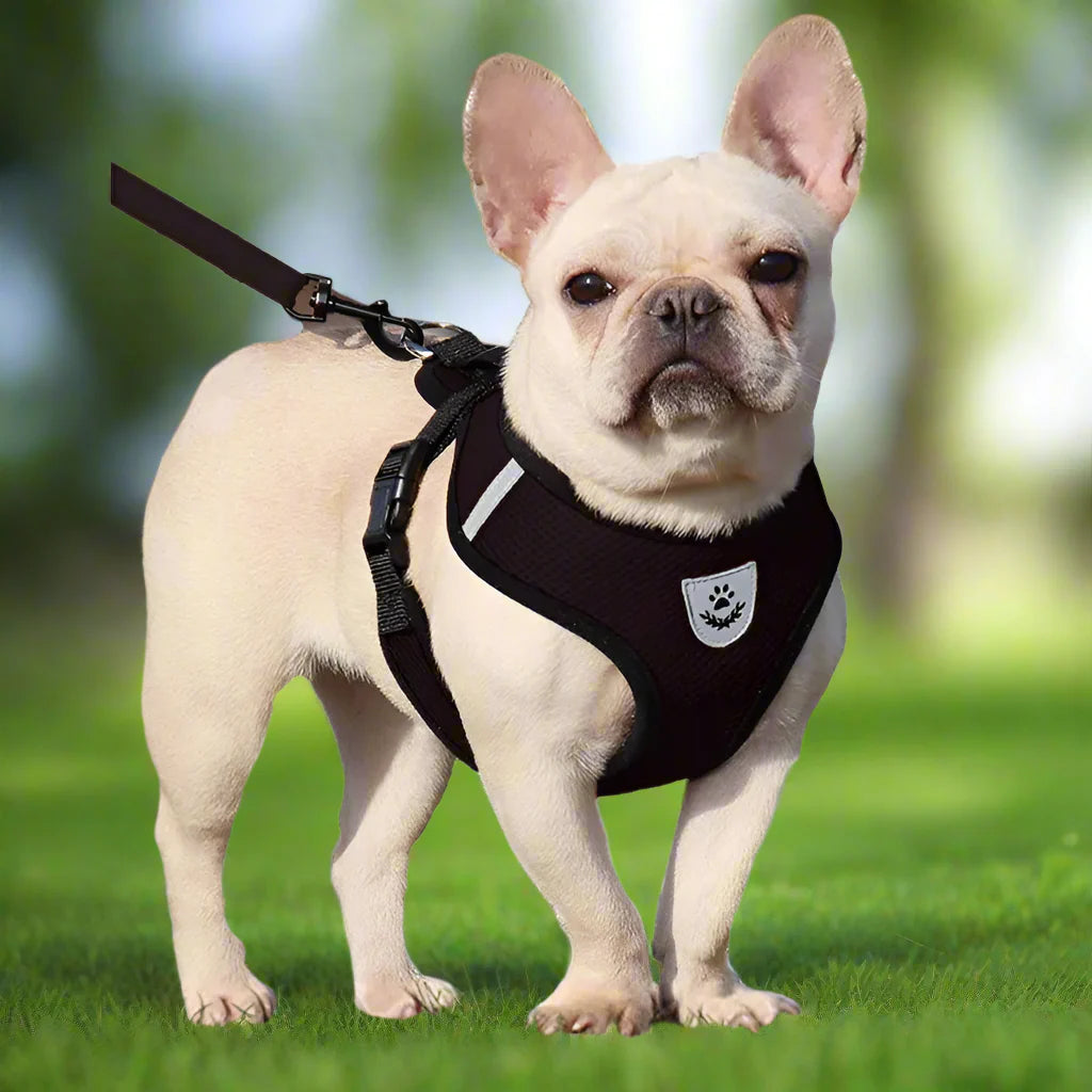 Harnais Petit Chien - DogHarnessLeadLeash™ - Noir