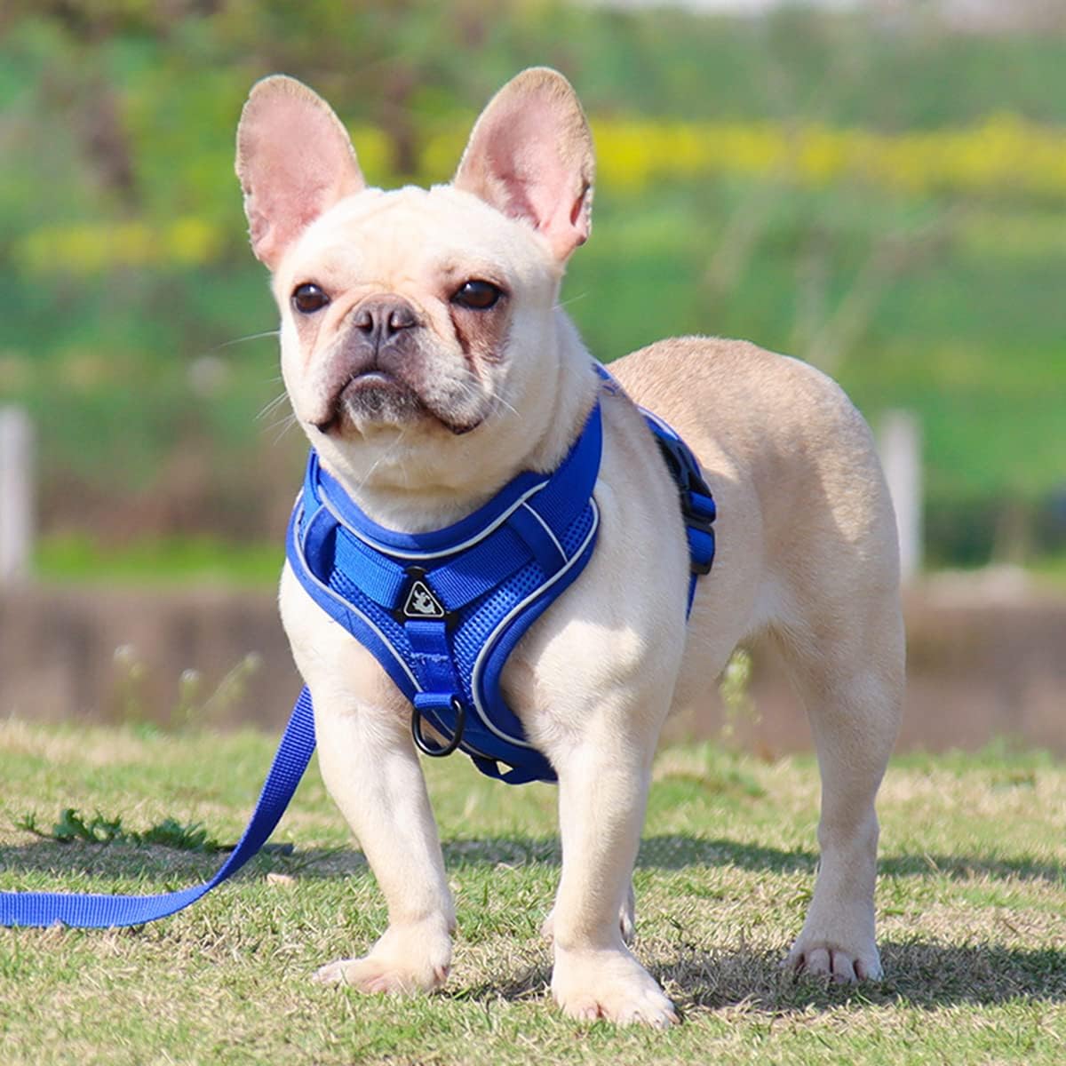 Harnais Petit Chien - DogHarnessVest™ - Bleu