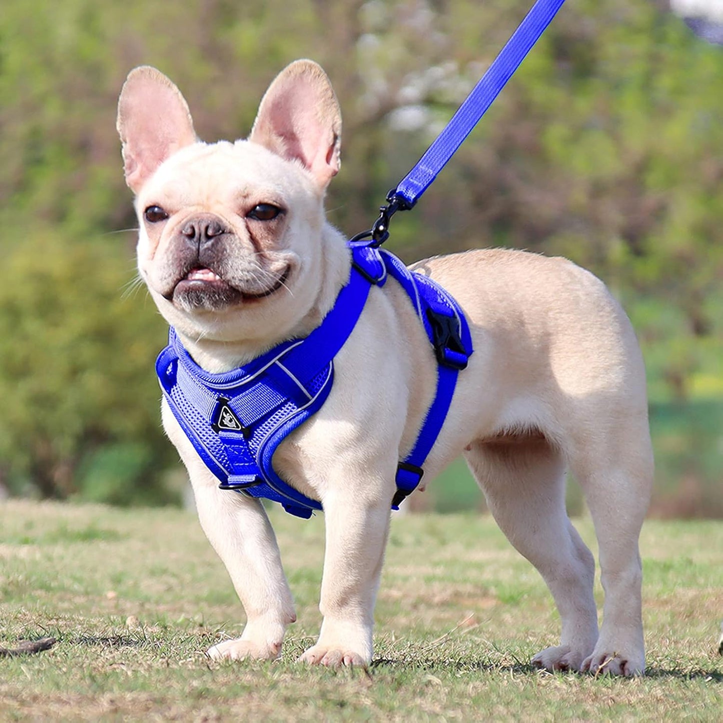 Harnais Petit Chien - DogHarnessVest™ - Bleu