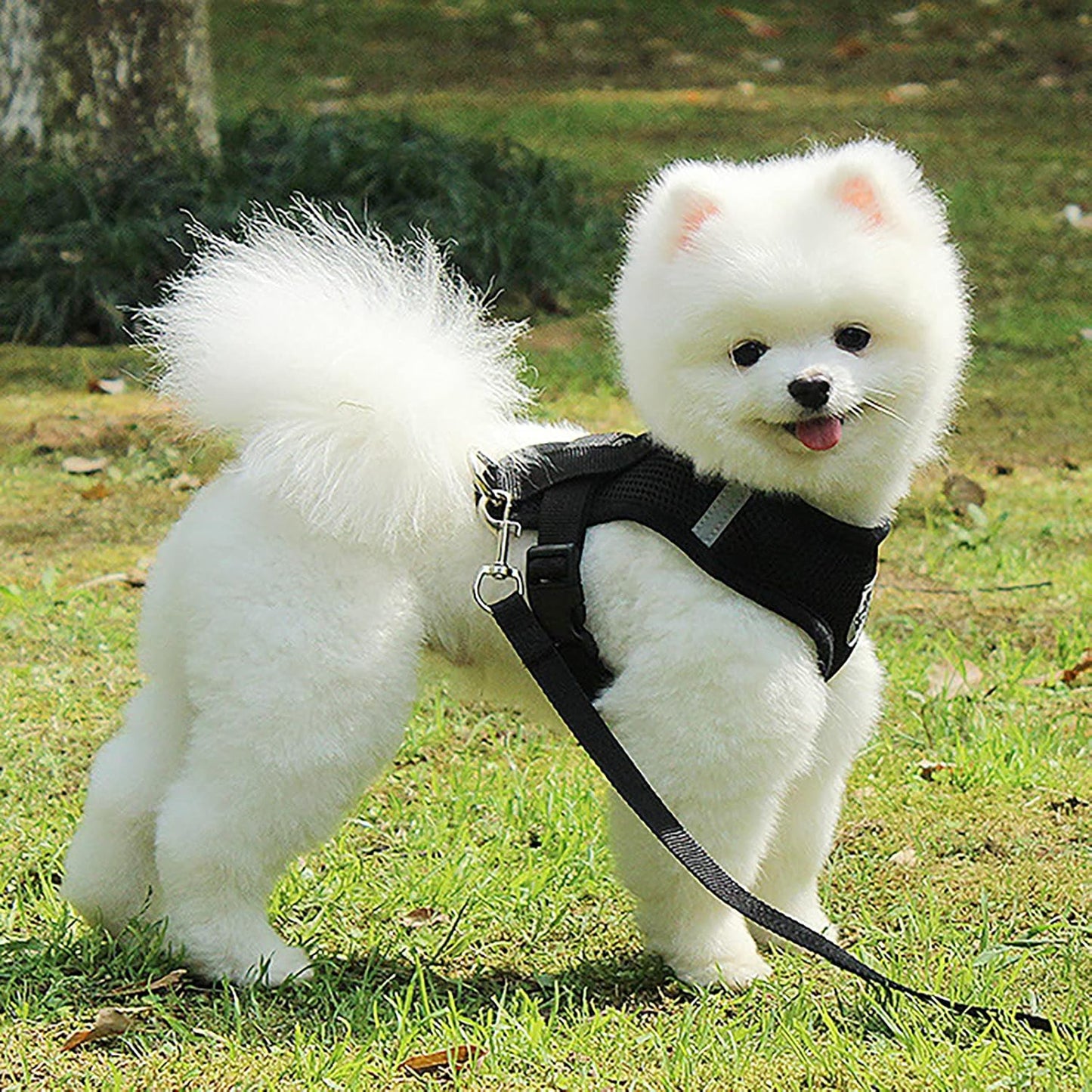 Harnais Petit Chien - DogHarnessLeadLeash™ - Noir