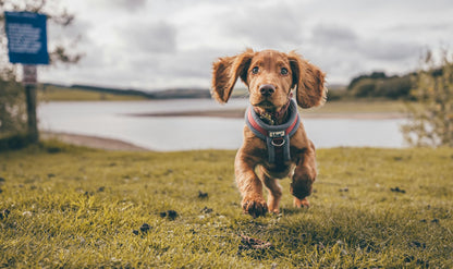 Harnais-chien-sortie-course