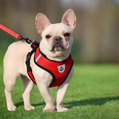 Harnais Petit Chien - DogHarnessLeadLeash™ - Rouge
