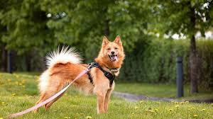 harnais-chien-grande-taille-confort