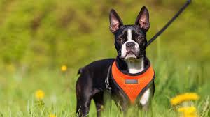 harnais-chien-promenade-securite