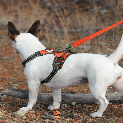 Collier Chien - DogsHarnessCollar™ - Orange