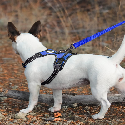 Collier Chien - DogsHarnessCollar™ - Bleu Foncé