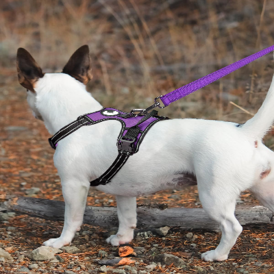 Collier Chien - DogsHarnessCollar™ - Violet
